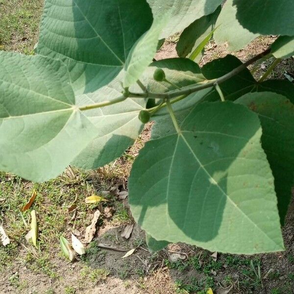 Ficus palmata पत्ता