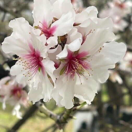 Prunus dulcis Çiçek