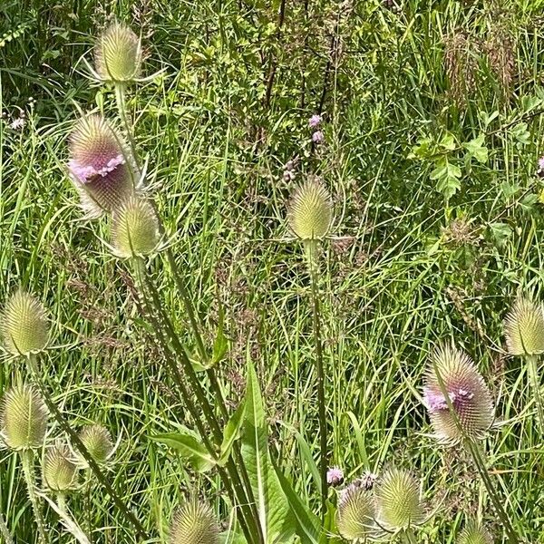 Dipsacus fullonum 花