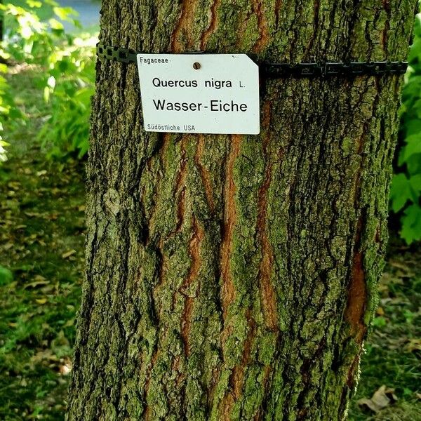 Quercus nigra Schors