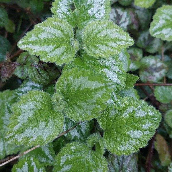 Lamium galeobdolon برگ