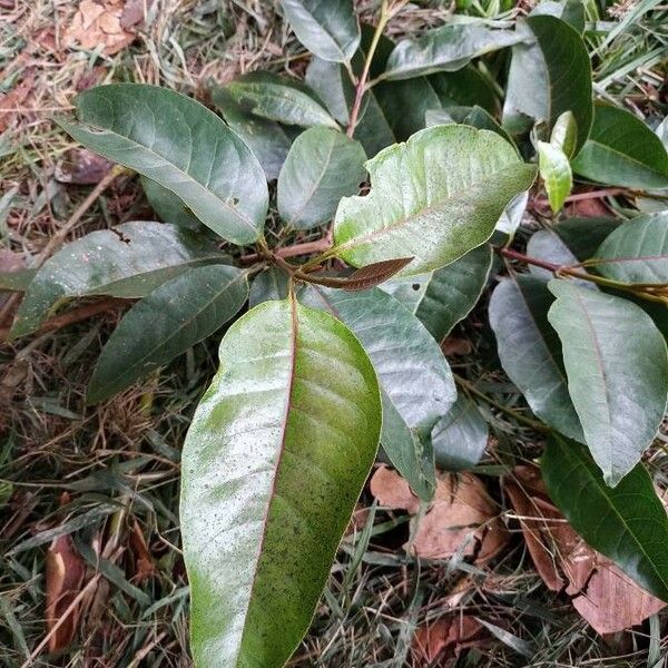 Vismia guianensis Leaf