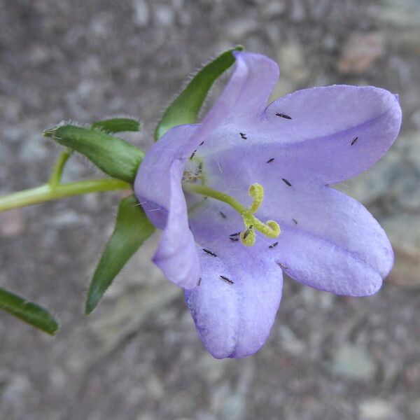 Campanula speciosa Λουλούδι