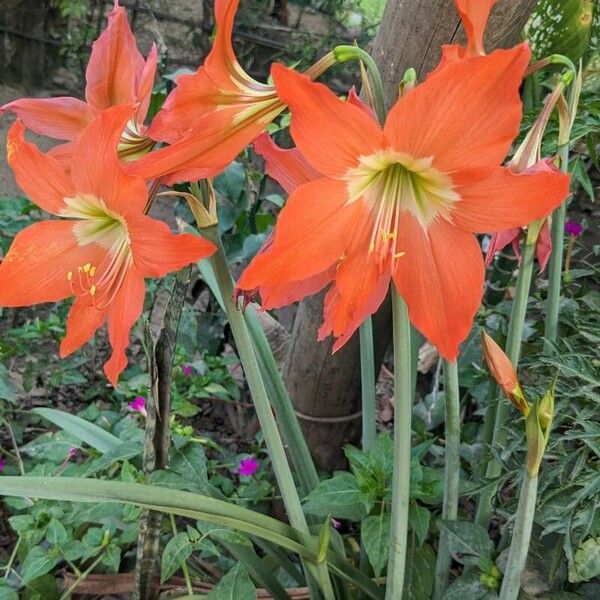 Hippeastrum puniceum 花