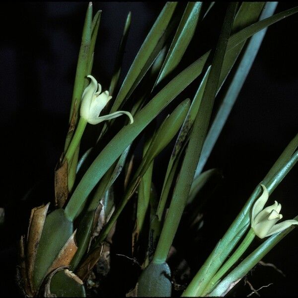 Maxillaria alba Flower