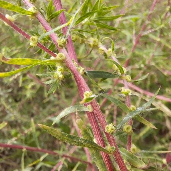 Bassia scoparia Flower