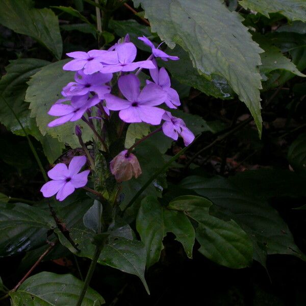 Eranthemum purpurascens Flower