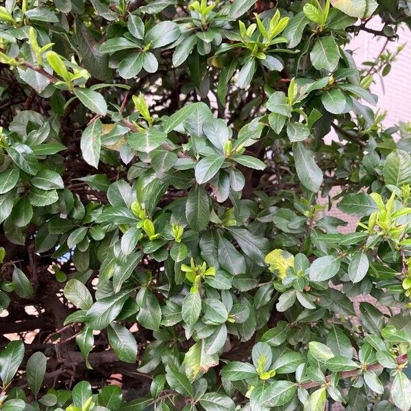 Gardenia taitensis Celota