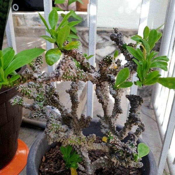 Euphorbia neriifolia Écorce