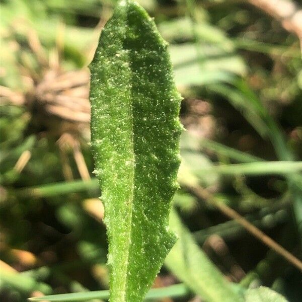 Centaurea calcitrapa 葉