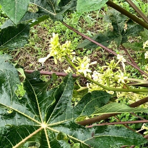 Carica papaya പുഷ്പം