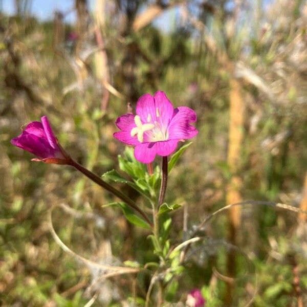 Epilobium hirsutum Flower