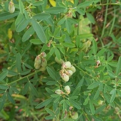 Crotalaria pumila 果