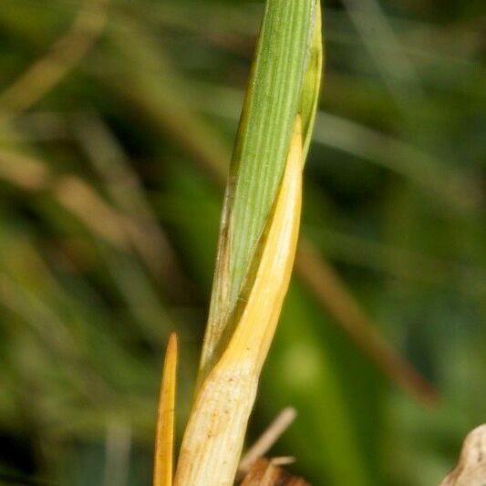 Carex vaginata Kéreg