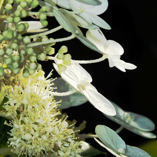 Hydrangea paniculata Žiedas