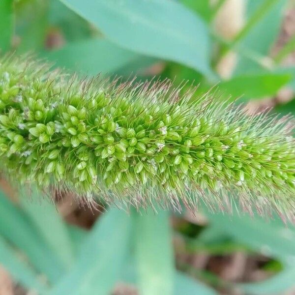 Setaria italica Flor