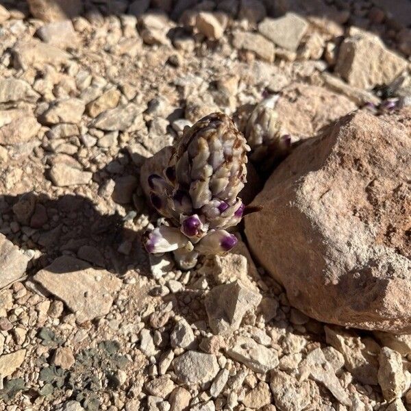 Cistanche violacea Blodyn