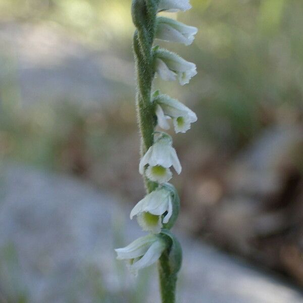 Spiranthes spiralis Fiore