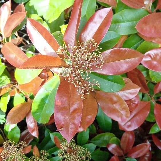 Photinia serratifolia 花