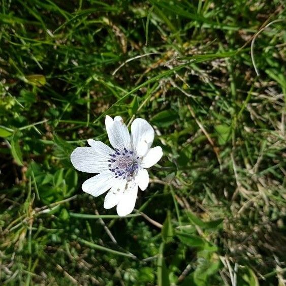 Anemone hortensis Blomst