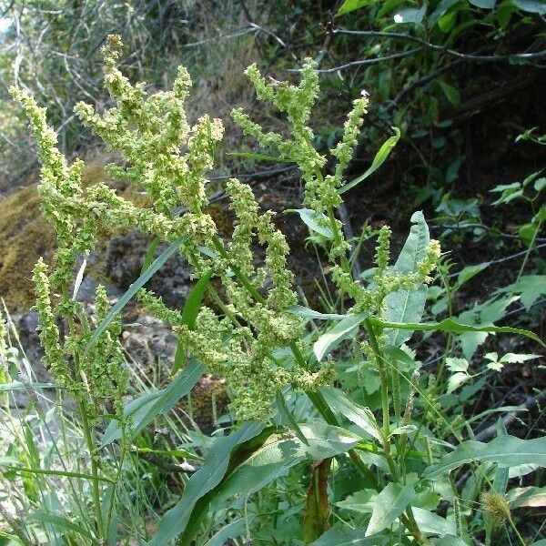 Rumex salicifolius Vivejo