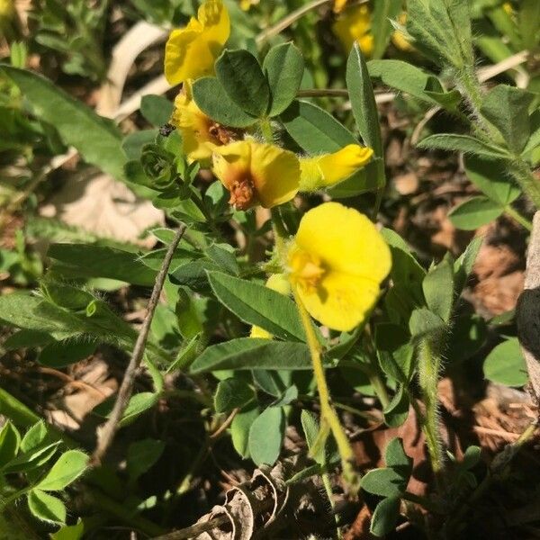 Chamaecytisus hirsutus Flower