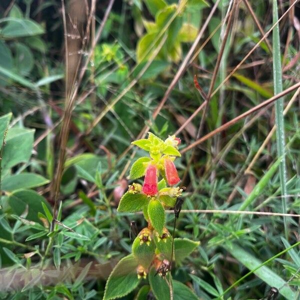 Kohleria spicata Flor