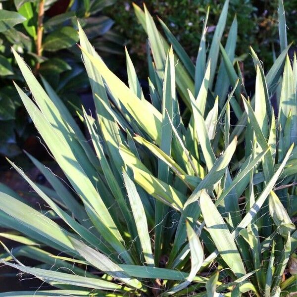 Yucca filamentosa Liść