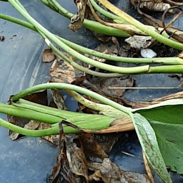 Menyanthes trifoliata Kora