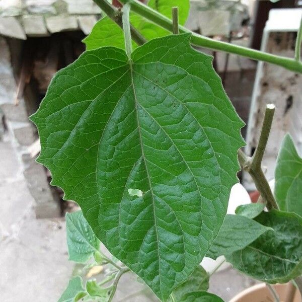 Physalis peruviana Leaf