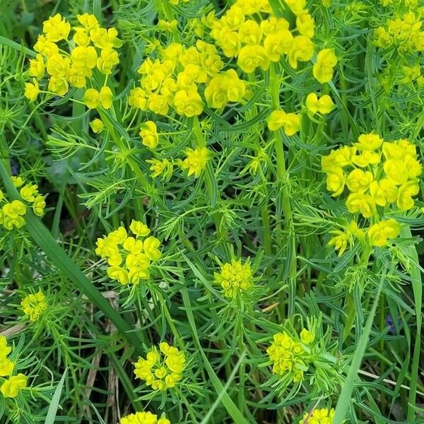 Euphorbia cyparissias Žiedas