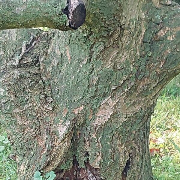 Quercus pontica Bark