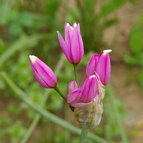 Allium longisepalum 花