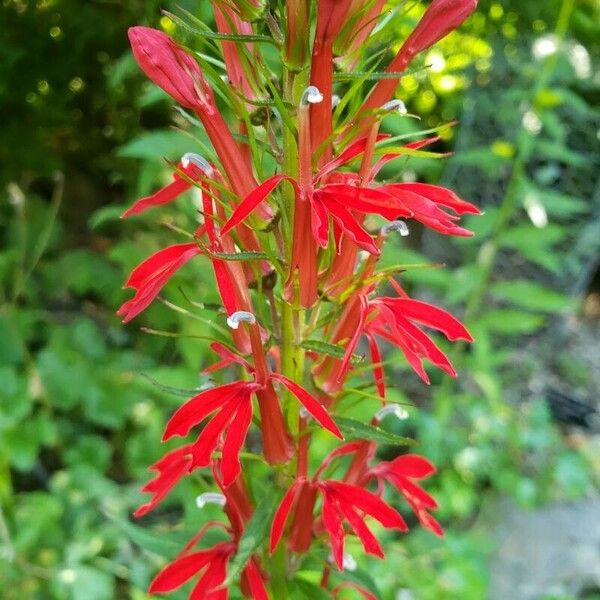 Lobelia cardinalis Blüte