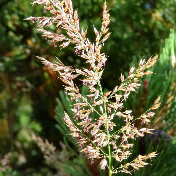 Festuca rubra Lorea