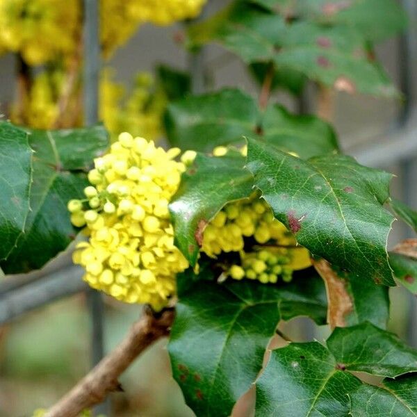 Berberis repens Feuille