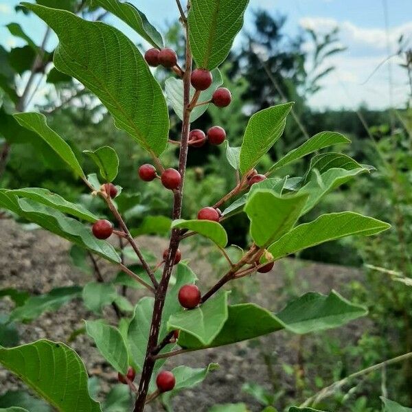 Frangula alnus Frukto