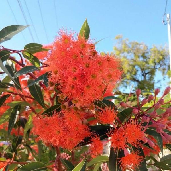 Corymbia ficifolia Flower