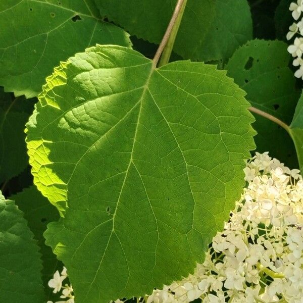 Hydrangea arborescens Blatt