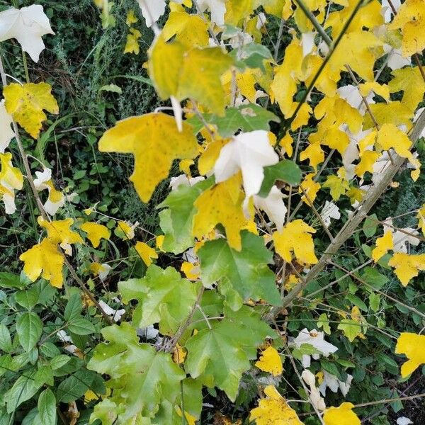 Acer monspessulanum Leaf