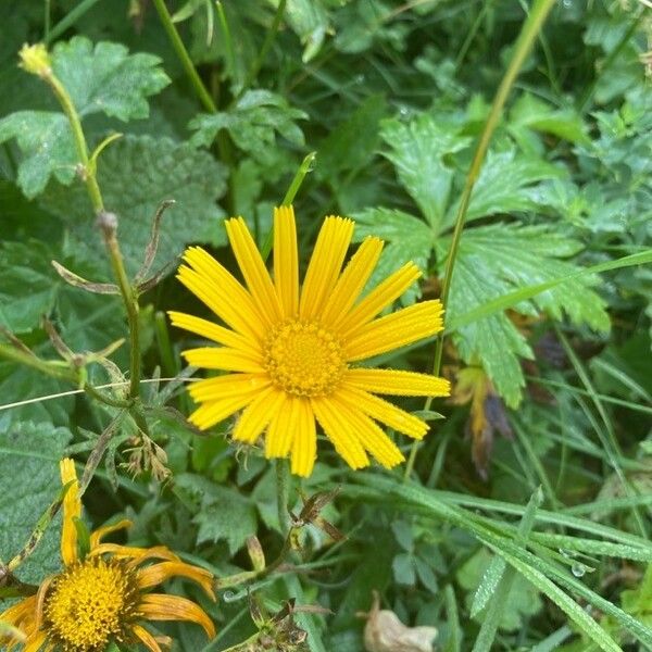 Buphthalmum salicifolium Λουλούδι