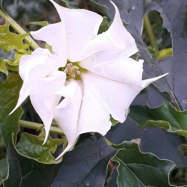 Datura stramonium 花