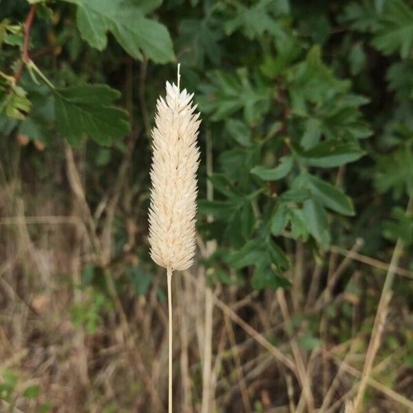 Phalaris aquatica برگ