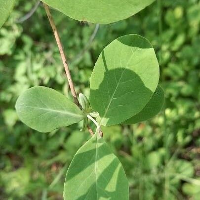 Lonicera ciliosa Blatt