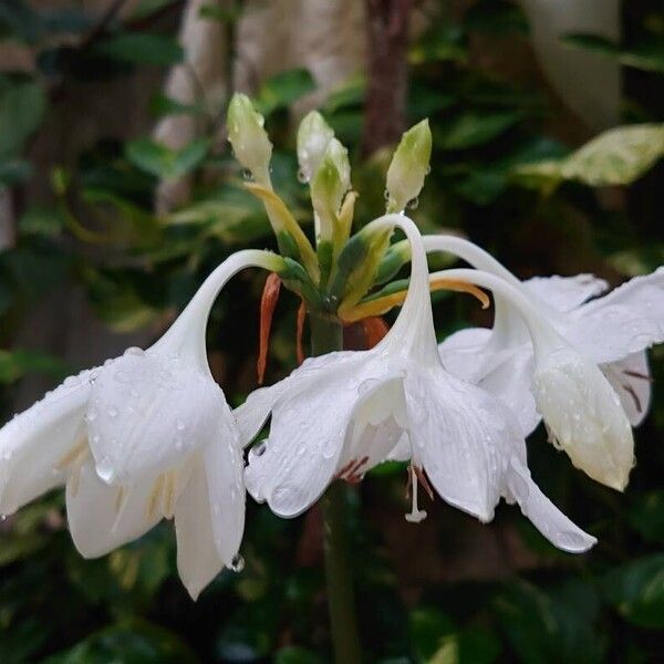 Urceolina amazonica Flower