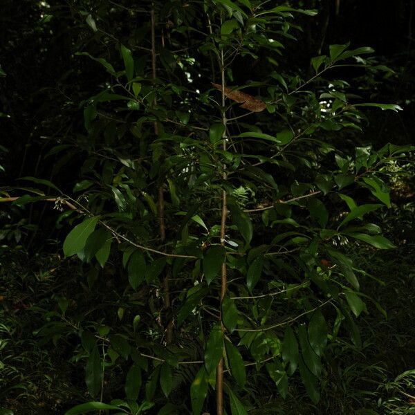 Ardisia elliptica Blatt