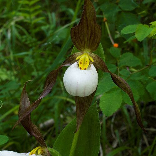 Cypripedium montanum 花