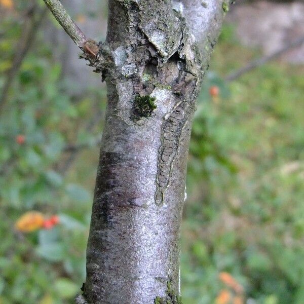 Cotoneaster tengyuehensis Bark