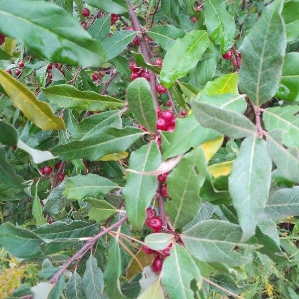 Elaeagnus umbellata Frukto