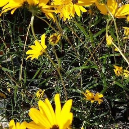 Helianthus angustifolius Fleur